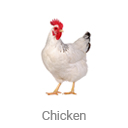 chicken