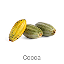 cocoa