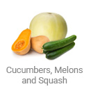 cucumbers_melons_and_squash