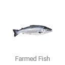 farmed_fish