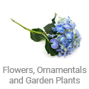 flowers_ornamentals_and_garden_plants roses tulips ficus cactus
bulbs shrubs tree flowers
fresh-cut-flowers-and-potted-plants
garden-flowers-ornamentals-and-plants
