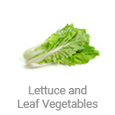 lettuce_and_leaf_vegetables