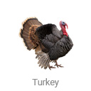 turkey