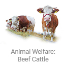 animal_welfare_beef_cattle