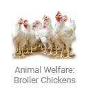 animal_welfare_broiler_chickens