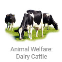 animal_welfare_dairy_cattle