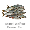 animal_welfare_farmed_fish