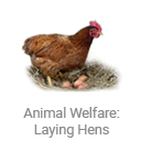 animal_welfare_laying_hens