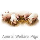 animal_welfare_pigs