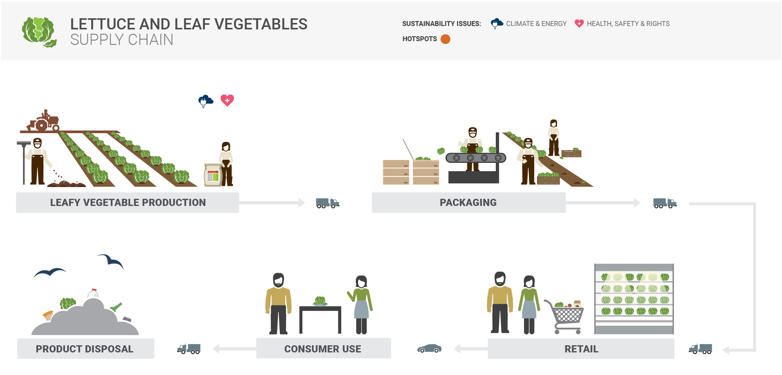 Lettuce Supply Chain