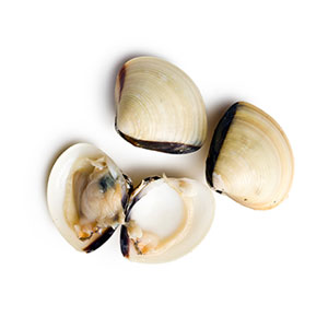 Farmed Shellfish