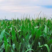 Corn Field