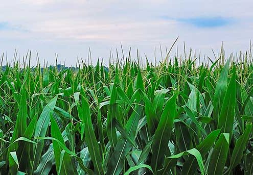 Corn Field