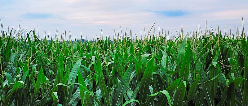 Corn Field