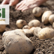 Potato Sustainability Initiative