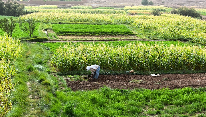 Links between farmers