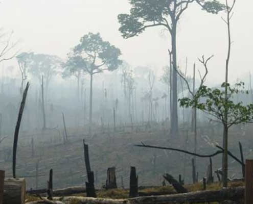 Deforestation Brazil