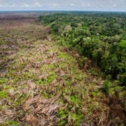 Tree Cover Loss Indonesia