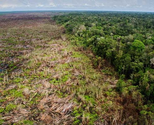 Tree Cover Loss Indonesia